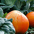 Crop disease management