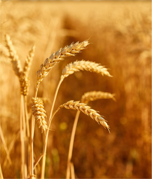 Sustainable agriculture
